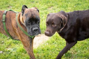 Due cani sull'erba: un cane tigrato con una pettorina verde e un cane color cioccolato, che si incontrano faccia a faccia.