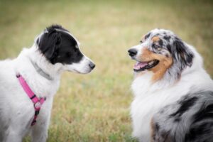 Due cani uno di fronte all'altro su un campo erboso. Uno è bianco e nero con una pettorina rosa, e l'altro è un cane soffice e tricolore con un motivo blu merle.