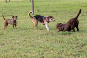 Tre cani giocano su un campo erboso. Il cane al centro indossa un'imbracatura rossa e una zampa fasciata, il cane marrone a destra è accovacciato e il cane a sinistra osserva.