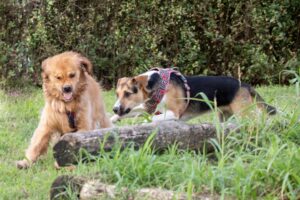 Due cani giocano sull'erba vicino a un tronco caduto. Uno è un golden retriever con la bocca aperta, e l'altro è un cane tricolore che indossa un'imbracatura rossa. Sullo sfondo ci sono dei cespugli.