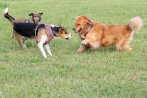 Tre cani interagiscono giocosamente su un campo erboso.