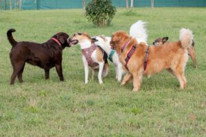 Cinque cani di razze diverse, dotati di imbracature, interagiscono e giocano su un campo erboso.