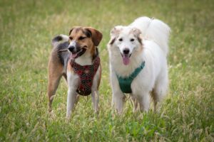 Due cani con le imbracature sono in piedi in un campo erboso, entrambi rivolti in avanti e con la lingua fuori.