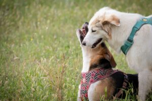 Due cani imbracati giocano in un campo erboso, uno in piedi e l'altro seduto.