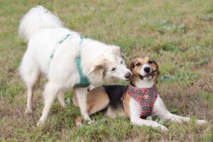Due cani imbracati sull'erba; un cane bianco annusa un cane seduto marrone, nero e bianco che tiene un bastone in bocca.