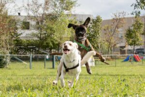 Due cani giocano energicamente in un'area erbosa, uno dei quali salta sull'altro. Sullo sfondo si vedono alberi ed edifici.