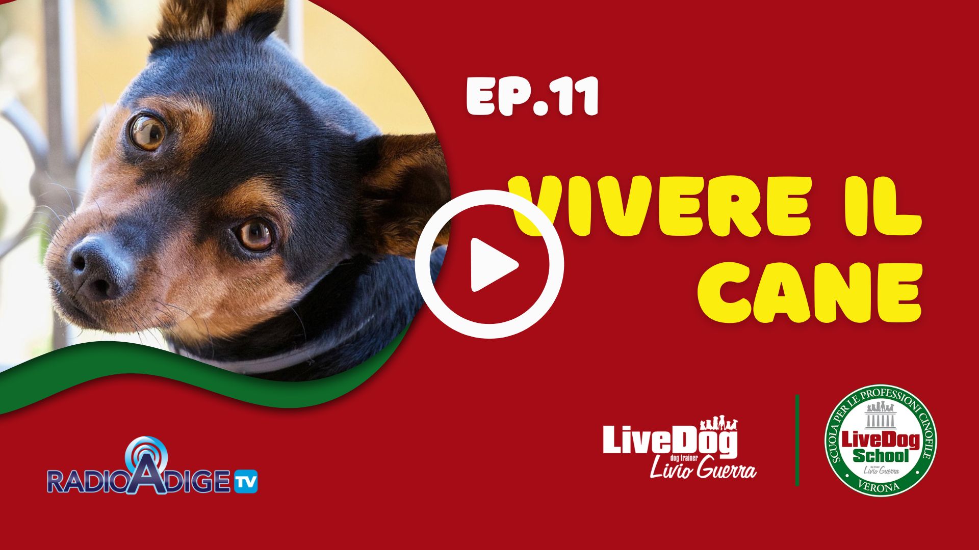 Manifesto per l'episodio 11 di "Vivere il Cane" con la faccia di un cane su sfondo rosso. Include i loghi di Radio Adige TV e LiveDog School.