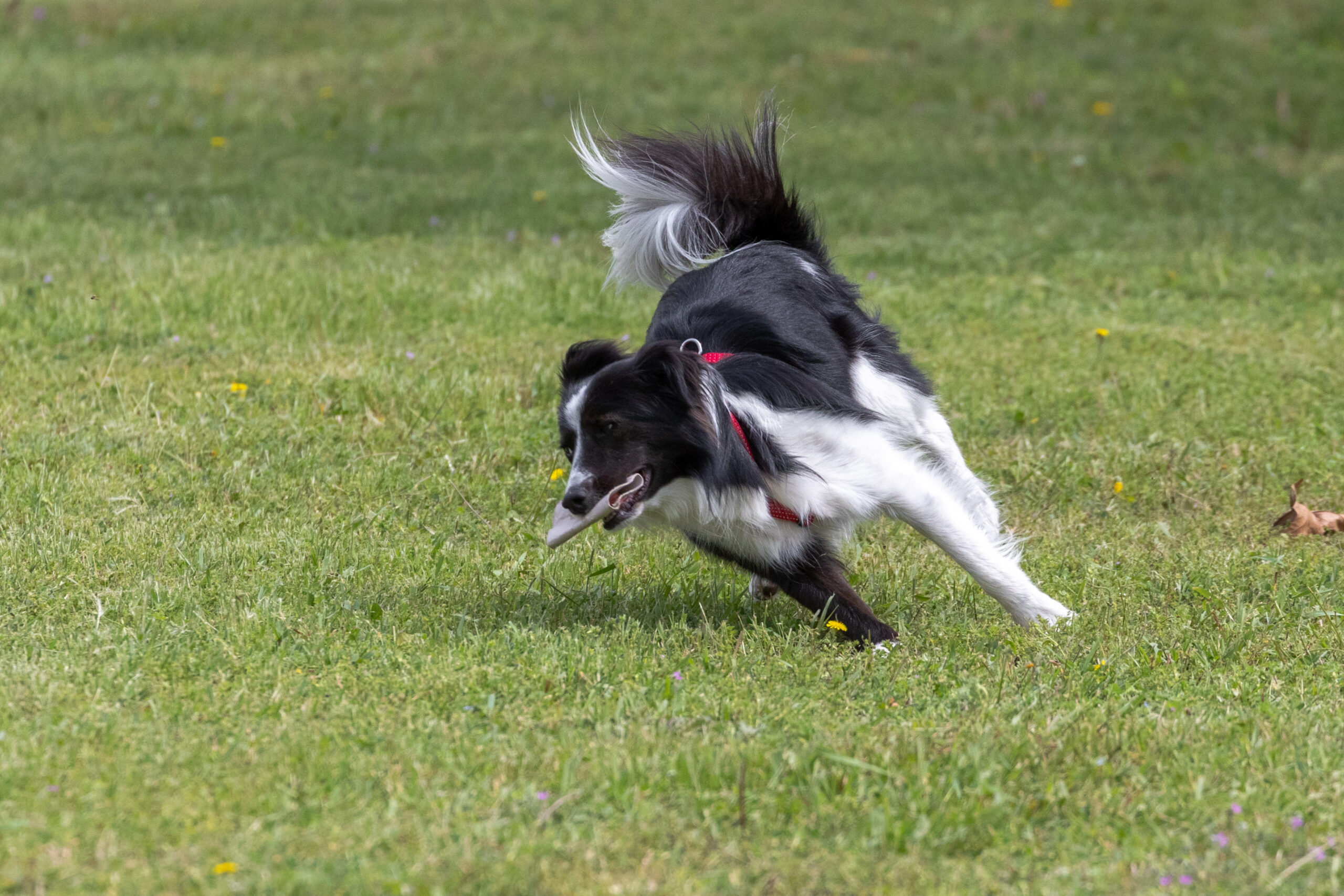 Un cane bianco e nero con un collare rosso corre velocemente attraverso un campo erboso, girando bruscamente con la bocca aperta.
